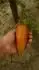 FEDERLE