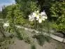 lilium regle