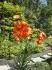 Lilium pardalium
