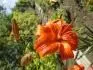 Lilium pardalium