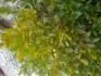 Buxus