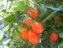 Sweet Olive - ovln cherry