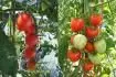 nakonec No. 1 - Tomatoberry Garden