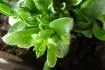 Obalen poup - osteospermum
