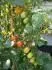 Sweet Olive pstovan na xx vhon