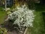 Spiraea thunbergii