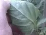 na paprike