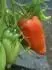 San Marzano