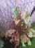 Konifera 1