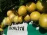 Pepno Gold foceno 6.9.2012