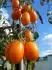 Orange Santa