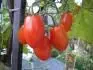 Mini San Marzano