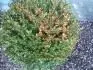 Buxus - rezav listy