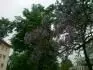 ped budovou 9