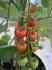 Tomatoberry