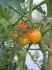 Sungold