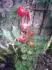Tomatoberry