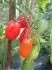 Cherry Roma