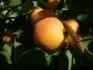 Sundrop (25.7. 2013)