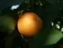 Sundrop (25.7. 2013)