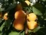 Sundrop (25.7. 2013)