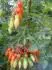 Mini San Marzano