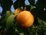 Sundrop (27.7. 2013)
