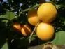 Sundrop (27.7. 2013)