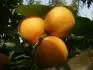 Sundrop (29.7. 2013)