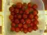 8.8.2013 - vynikajca cherry