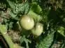 Amazing Bosque Blue Tomato