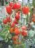 Cherry Roma