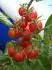Tomatoberry