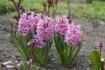 Hyacinthus 
