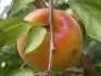 Orangered
