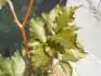 Fagus sylvatica