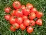 Tomatoberry