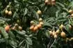Japonica