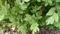 Buxus 