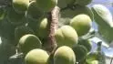 Leskora