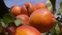 Orangered