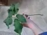 Pome nkdo s identifikac plevele?