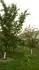 Marhua na podpnku St. Julien