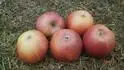 Braeburn
