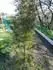 borovice