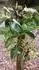 Hrue Garden Pearl Pyvert