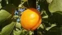Orangered