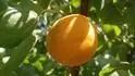 Orangered