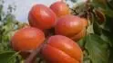 Orangered