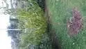 odroda Suncrest